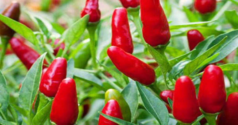 കാന്താരി എളുപ്പത്തില്‍ നടാം