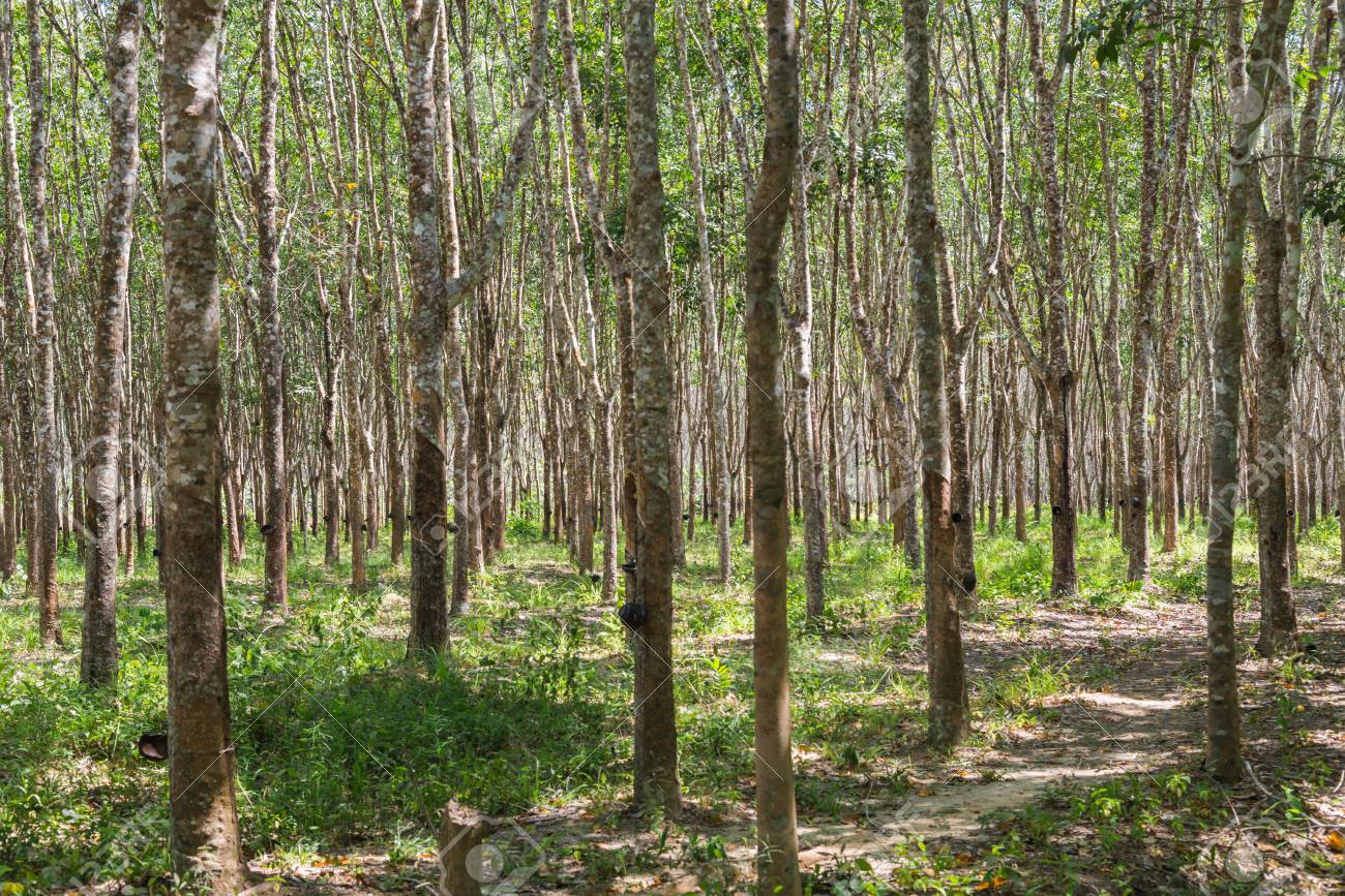 റബ്ബര്‍കൃഷി തകര്‍ച്ചയില്‍